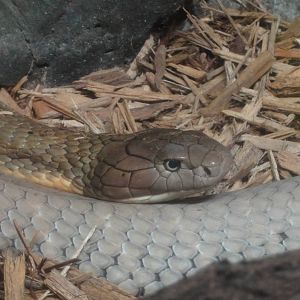 Bronx Zoo: July 2016