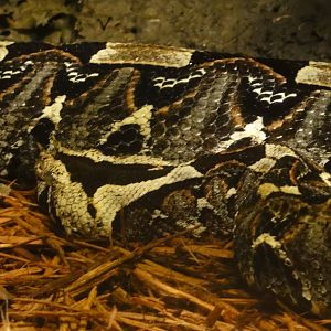 Bronx Zoo: July 2016