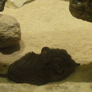 Bronx Zoo: July 2016