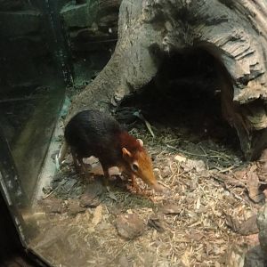 Bronx Zoo: July 2016