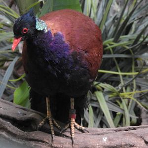 Pheasant Pigeon
