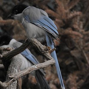 Azure Winged Magpie