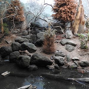 Western Capercallie Enclosure