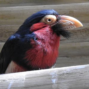 Bearded Barbet