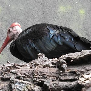 Southern Bald Ibis