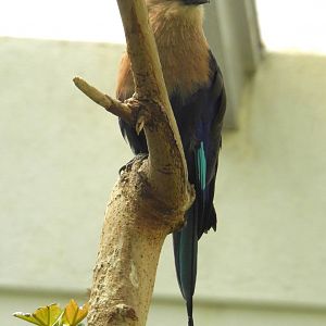 Blue Bellied Roller