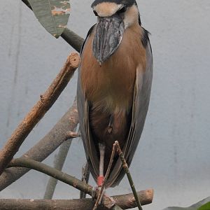 Boat Billed Heron