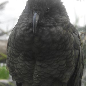 Kea