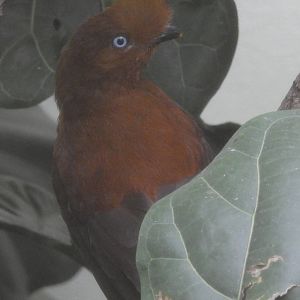 Andean Cock of the Rock