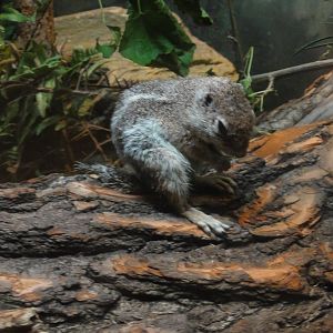 Bronx Zoo: July 2016