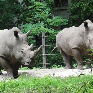 Bronx Zoo: July 2016