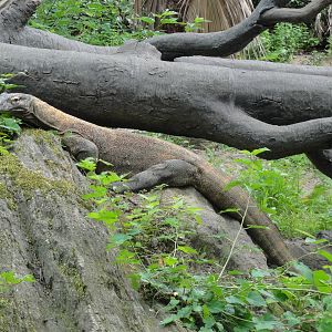 Bronx Zoo: July 2016