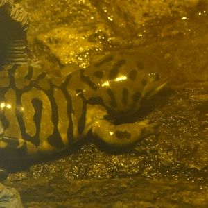 Bronx Zoo: July 2016