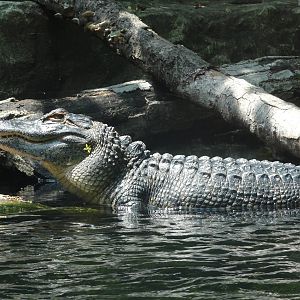 Bronx Zoo: July 2016