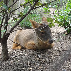 Bronx Zoo: July 2016