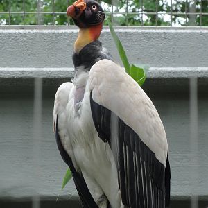 Bronx Zoo: July 2016