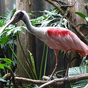 Bronx Zoo: July 2016