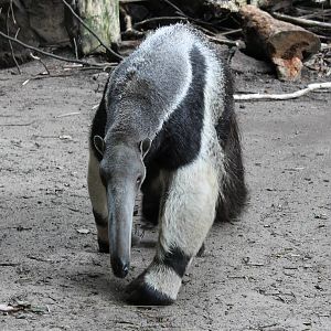 Giant anteater