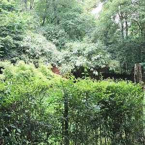Enclosure Dikdik and Bustard