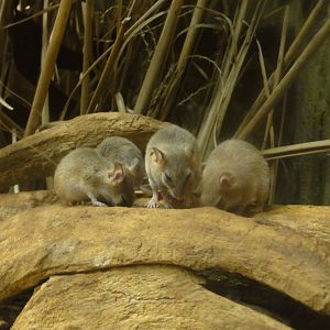 Bronx Zoo: July 2016