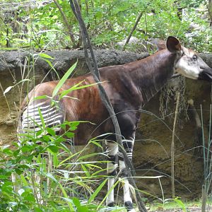 Bronx Zoo: July 2016