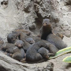 Bronx Zoo: July 2016