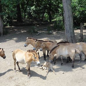Bronx Zoo: July 2016