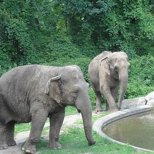 Bronx Zoo: July 2016