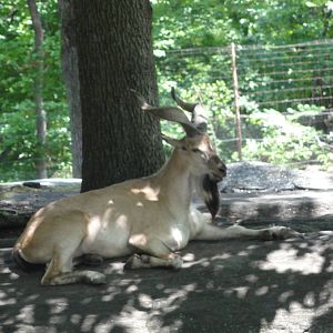 Bronx Zoo: July 2016