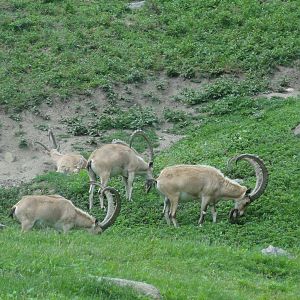 Bronx Zoo: July 2016