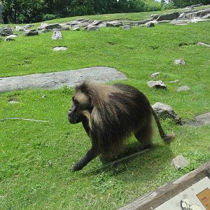 Bronx Zoo: July 2016