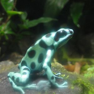 Bronx Zoo: July 2016