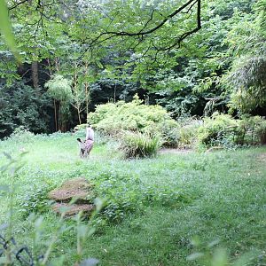 Bustard and Dikdik enclosure