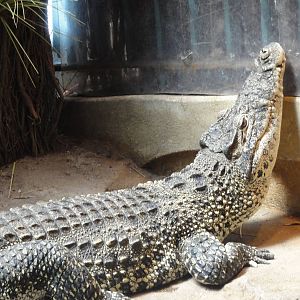 Bronx Zoo: July 2016