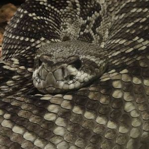 Bronx Zoo: July 2016