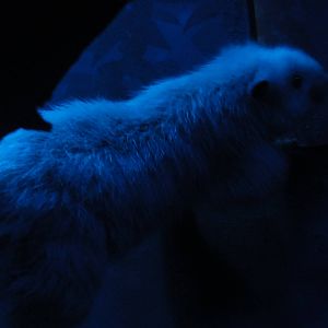 Bronx Zoo: July 2016