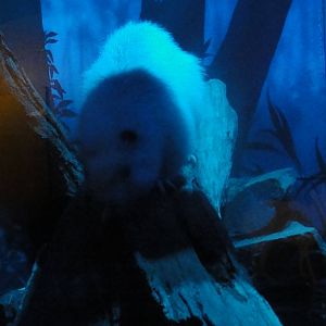 Bronx Zoo: July 2016