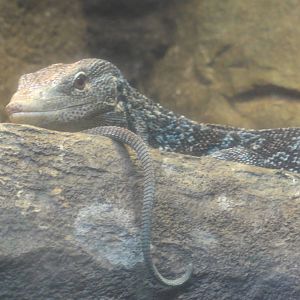 Bronx Zoo: July 2016