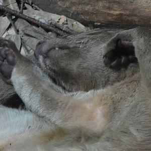 Bronx Zoo: July 2016