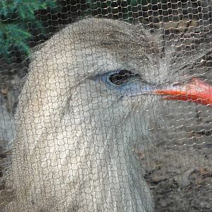 Bronx Zoo: July 2016