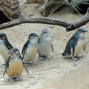 Bronx Zoo: July 2016