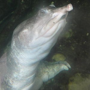 Bronx Zoo: July 2016