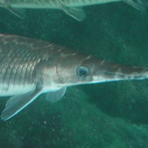 Bronx Zoo: July 2016