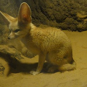 Bronx Zoo: July 2016