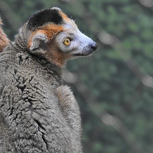 Crowned Lemur