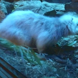 Northern Luzon Giant Cloud Rat