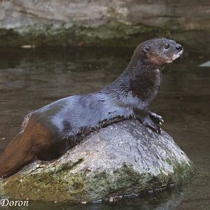 Spotted-necked Otter (Lutra maculicollis), August 2016