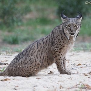 Iberian Lynx (Lynx pardinus), August 2016