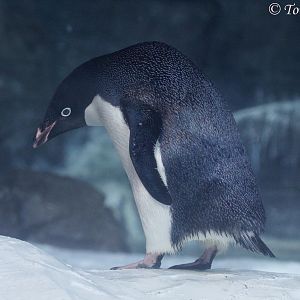 Adelie Penguin (Pygoscelis adeliae), August 2016