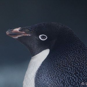 Adelie Penguin (Pygoscelis adeliae), August 2016